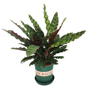 猫眼竹芋豹纹彩虹观叶植物喜阴桌面绿植室内盆栽土培净化空气包邮