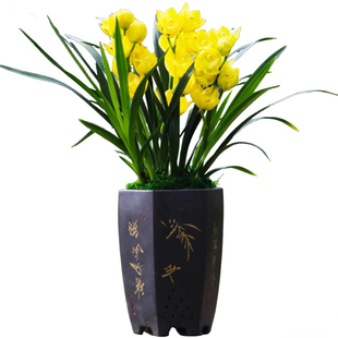 老字号兰花苗黄金美人正品高档花建兰浓香兰草室内花盆栽花卉好养