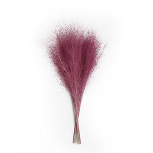 ins抖音同 粉黛子乱子草干花蚊子草花束 网红背景婚礼手捧花花材