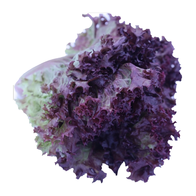 罗莎红沙拉食材红叶生菜新鲜蔬菜