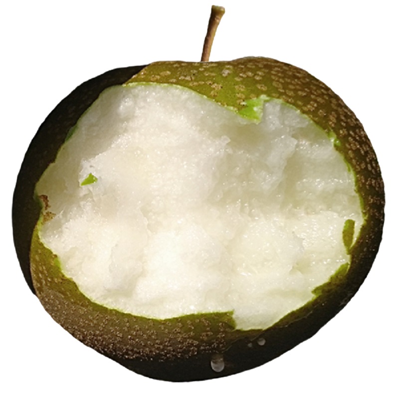 湖北黄花梨新鲜现摘水果脆甜多汁黄皮麻梨子土砂沙梨雪梨大果5斤