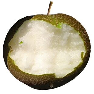 湖北农家黄花梨新鲜现摘水果脆甜多汁黄皮麻梨子土砂沙梨雪梨大果