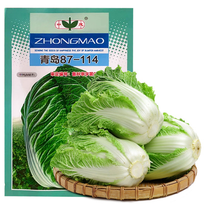胶州大白菜种子秋播蔬菜籽