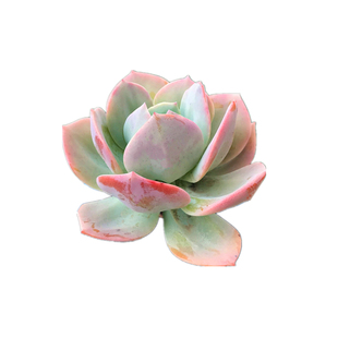 白凤老桩 大颗清棚多肉植物云南直发大株包邮 室内办公桌绿植好养