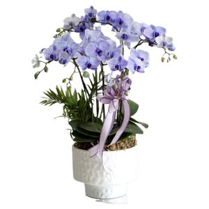 吸色蝴蝶兰盆栽带花真花室内特级高档年宵花卉马卡龙上海同城配送