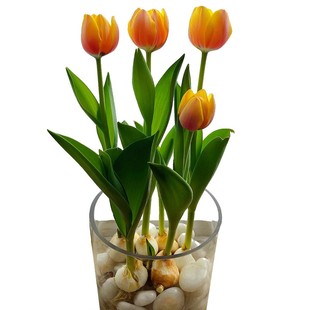 进口十颗郁金香种球大球花卉盆栽秋冬耐寒四季土培水培种子