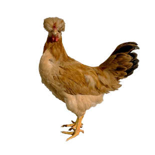 正宗北京油鸡种蛋受精蛋可孵化中华宫廷黄鸡土鸡种蛋受精蛋孵化鸡