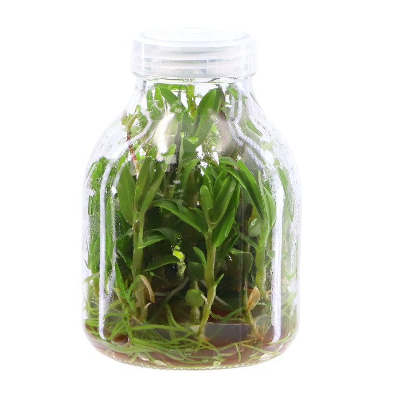 茉钡特生物无菌组培瓶苗石斛金线莲蓝莓甘薯菊花多肉草莓转接扩繁