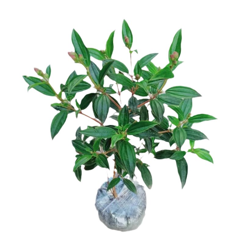 巴西野牡丹花苗四季好养紫牡丹苗牡丹/芍药