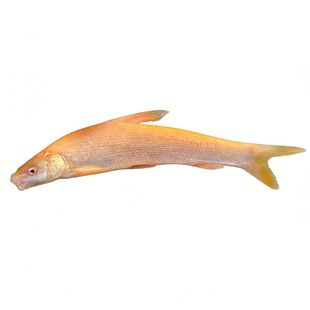 红眼银鳕鱼苗大鳞鲃淡水鱼冷水赤目红眼银鳕鱼苗观赏鱼食用银雪鱼