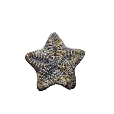 天然摩洛哥标本礼物五星海百合茎