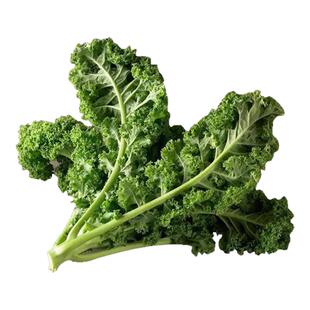 绿羽衣甘蓝苗盆栽大苗超耐寒高产蔬菜女王绿粉紫羽衣四季蔬菜种苗