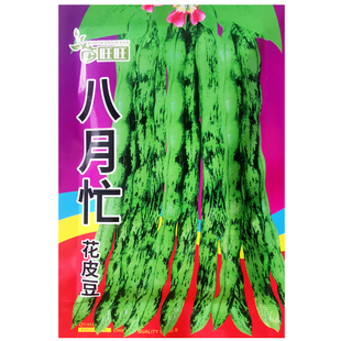 花皮豆角种子高产早熟无筋花皮豆种子八月忙花豆角无筋架豆四季豆