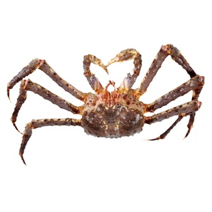 帝王蟹鲜活水产10斤特大冰鲜生冻超大皇帝蟹俄罗斯进口海鲜礼盒装