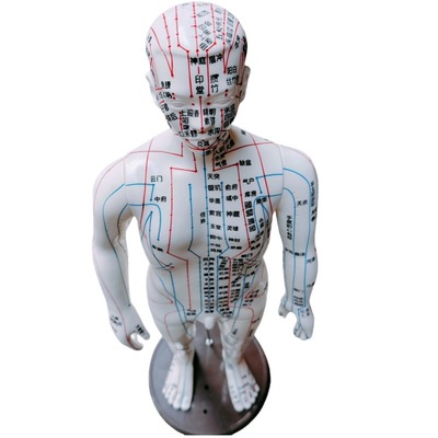 中医针灸穴位全身经络人体模型