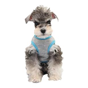 纯种米奇耳浅椒盐黑银小型立耳迷你雪纳瑞幼犬活体白色宠物狗小体