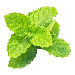 食用香草苗四季盆栽薄荷叶藿香艾草迷迭香百里香九层塔罗勒苗牛排