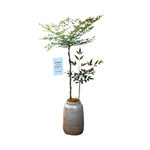 精品南天竹室内大型绿植盆栽火焰老桩树苗盆景客厅土培植物蓝天竺