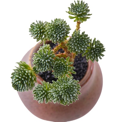 球松盆栽盆栽花卉防辐射多肉植物