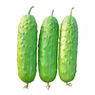 水果黄瓜种子摘不败节节有瓜阳台盆栽高产早熟四季播种小黄瓜种籽