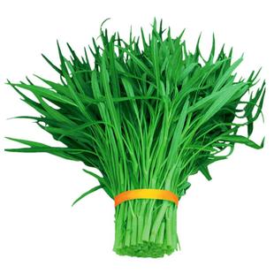 四季青梗柳叶空心菜种子高产尖叶蕹菜通心菜蓊菜种籽盆栽蔬菜苗孑