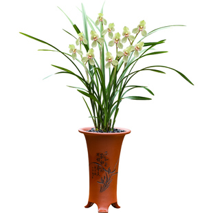 十大名贵兰花品种春剑天府荷带花苞开花浓香翁源兰花基地直发好养