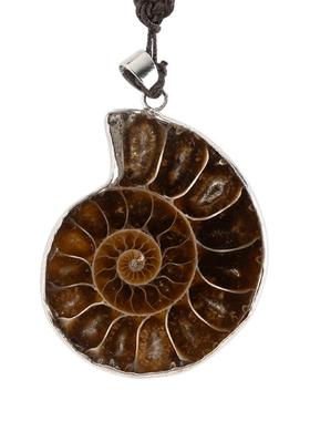 天然菊螺吊坠开片螺菊石