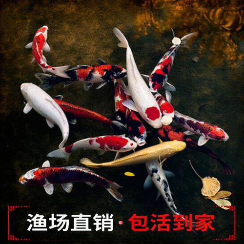 新款锦鲤活体鱼日本红白昭和白写冷水鱼风水鱼小锦鲤鱼苗淡水观赏