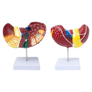 仿真肝脏模型肝解剖模型肝胆胰脾十二指肠病变肝胆胰胆囊消化内脏