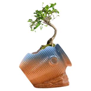 创意缺破口破罐子盆景盆栽小叶紫檀文竹发财树陶瓷花盆大号多肉盆