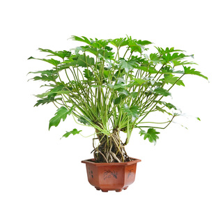 金叶子小天使仙羽龙鳞蔓绿绒绿植物盆栽老桩办公室内懒人好养活