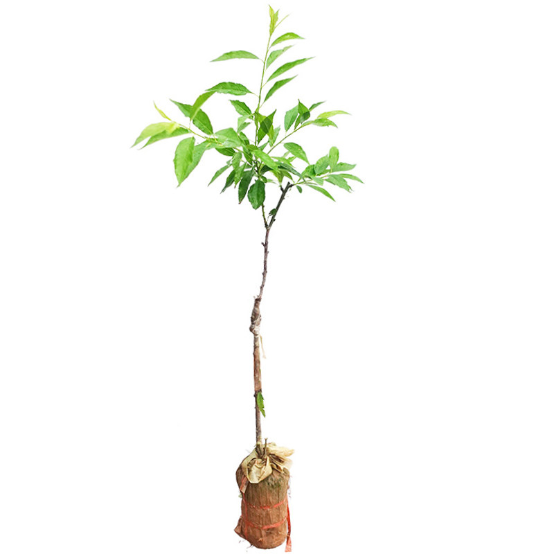 正宗钱排银妃三华李子树苗嫁接水果水蜜桃子木红肉蜂糖早熟三月青