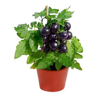 矮生黑番茄苗秧阳台盆栽圣女果苗