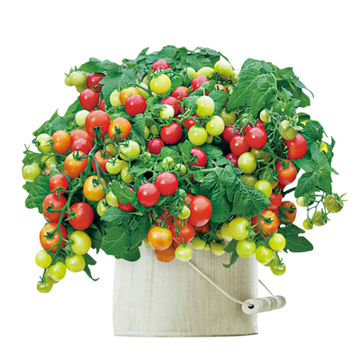 四季番茄种子千禧圣女果苗