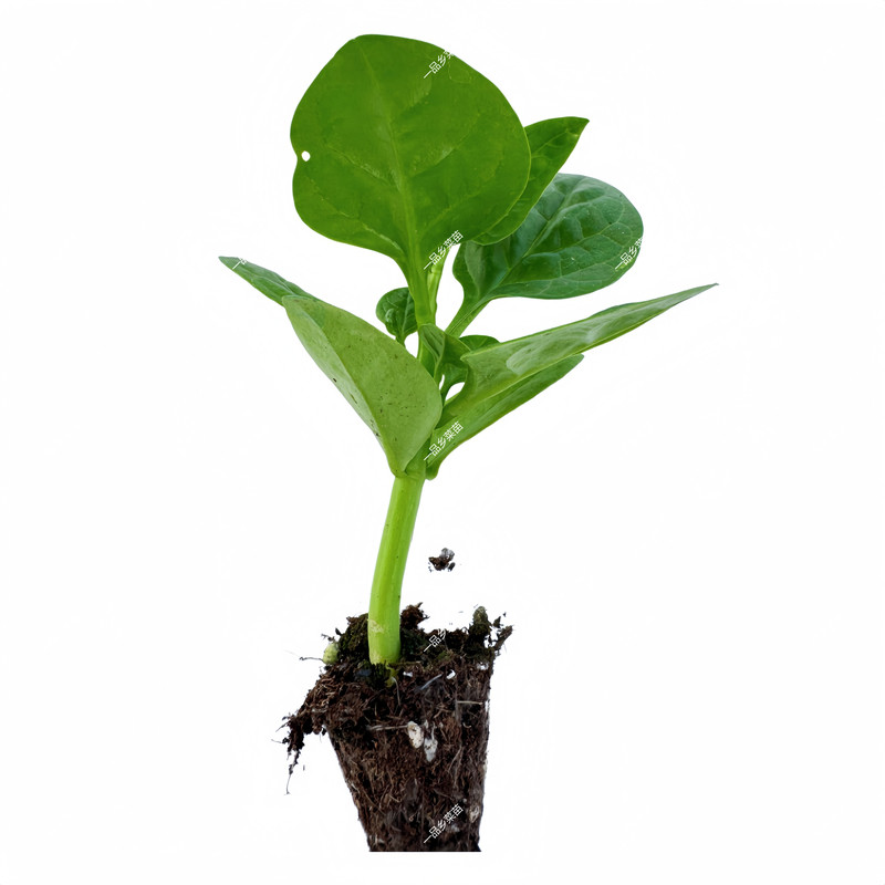 大叶木耳菜苗观赏食用圆叶