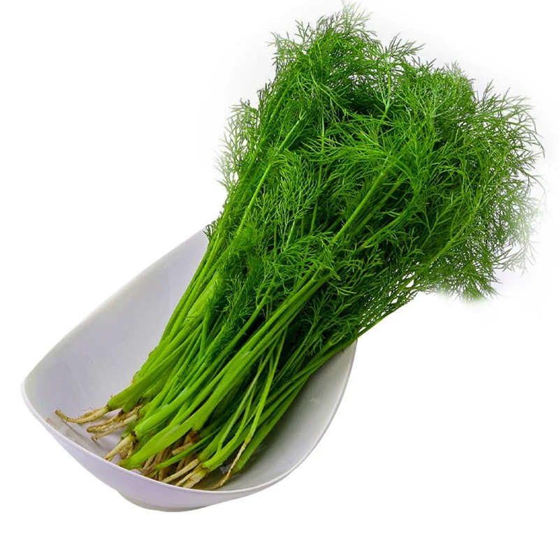 正宗割茬小茴香种子阳台盆栽易种