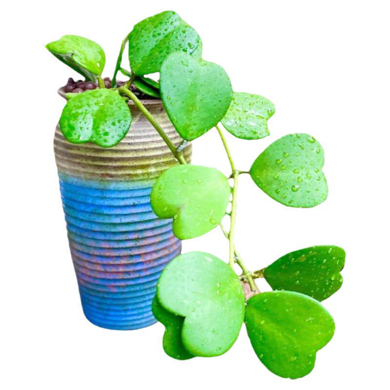 心叶球兰室内绿植盆栽水培植物喜阴植物爬藤易开花好养净化空气