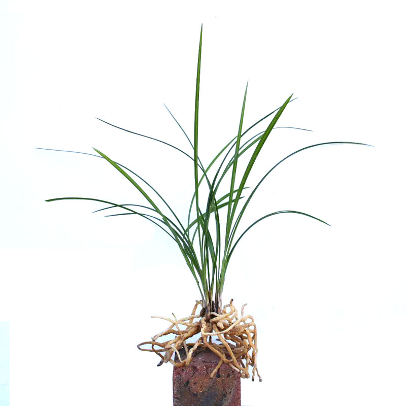 兰花盆栽 春兰 浓香型 兰花苗