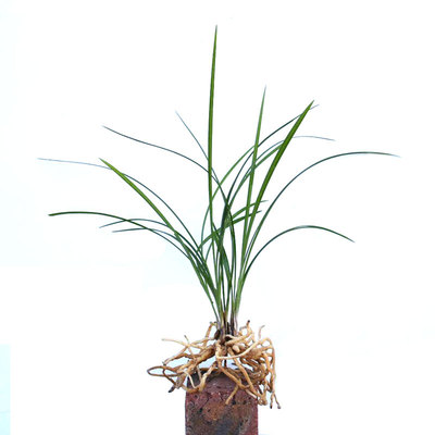 兰花盆栽 春兰 浓香型 兰花苗易开花 年宵花 好养活植物 山野奇葩