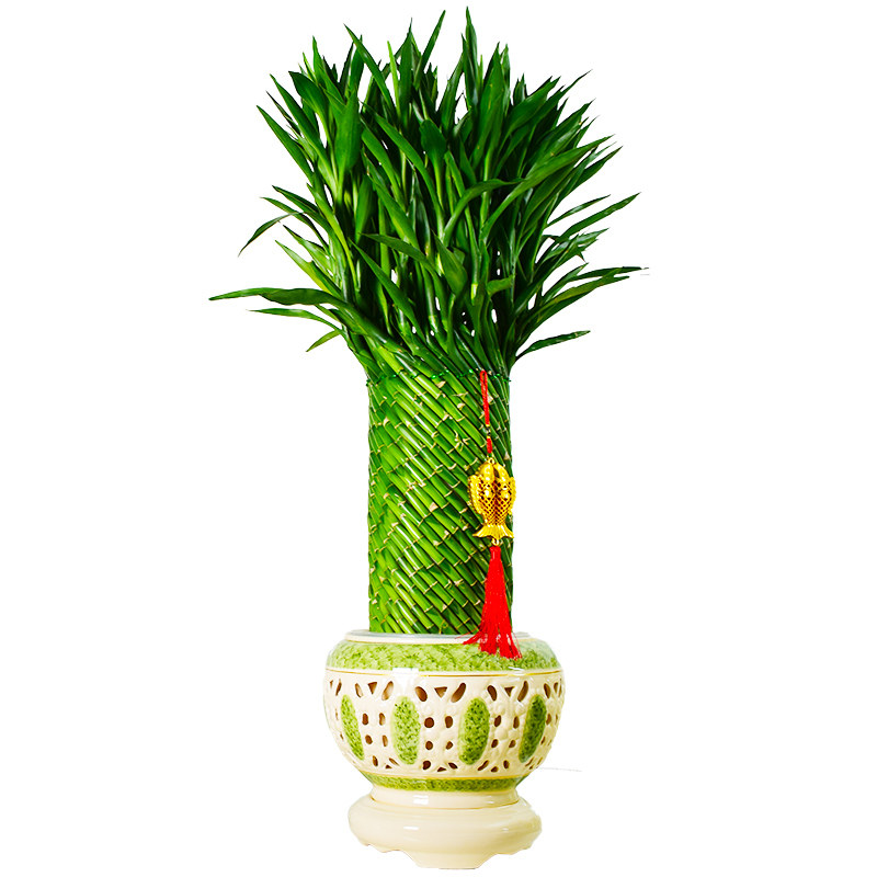 节节高富贵竹乔迁绿植大型客厅
