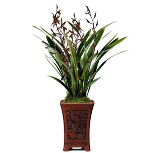 精品浓香墨兰盆栽中式年宵花兰花苗室内耐阴桌面绿植好养基地直发