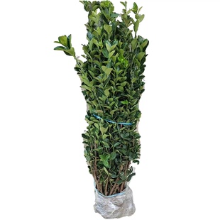 冬青球树苗地栽耐寒植物大叶黄杨球北海道黄杨篱笆树苗四季常青