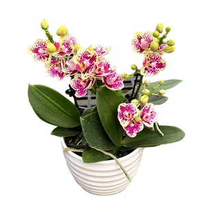 漫舞花开佛山基地蝴蝶兰花苗带花苞办公室兰花开花株部分双花剑