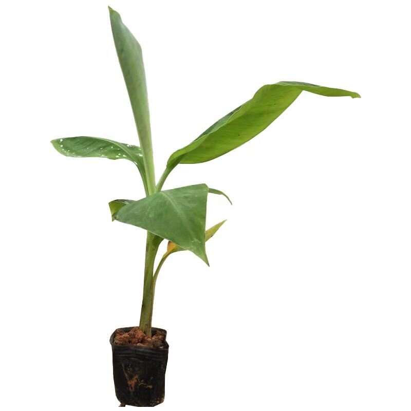 香蕉树苗矮化粉蕉苗皇帝蕉小米蕉中蕉9号芭蕉树红蕉庭院盆栽结果