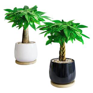 2025新款发财树绿植小盆栽摆件办公室内盆景小苗花卉客厅四季好养