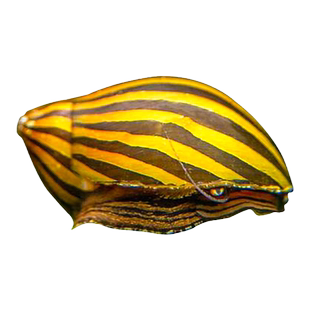 斑马螺除藻神器冷水清道夫鱼缸吃粪清洁工具鱼大号淡水宠物观赏螺