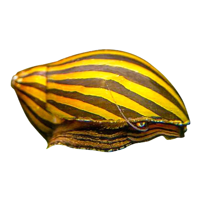 斑马螺除藻神器冷水清道夫