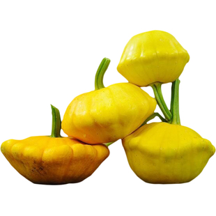 黄色布什扇贝南瓜种子果香高产奶油质地传家宝春秋室内阳台盆栽