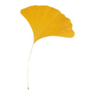 银杏叶枯树叶枫叶干花标本真枯叶装饰秋收落叶贴画干树叶手工叶子