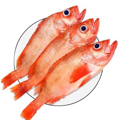 超大深海红石斑鱼鲜活冷冻